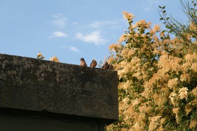 IMG_9384.JPG