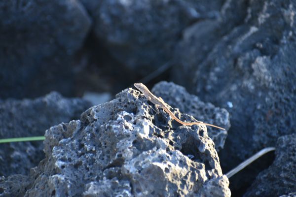 DSC_4022.jpg