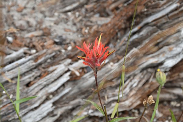 DSC_4530.JPG