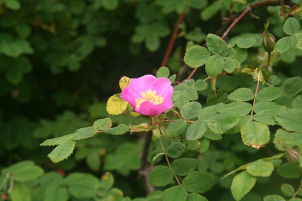 IMG_7488.JPG