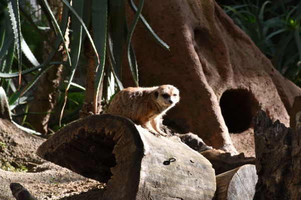 DSC_1327.JPG