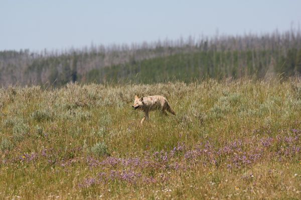 img_4868.jpg
