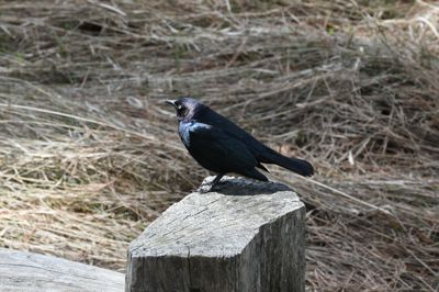 DSC_9892.JPG